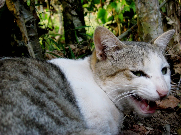 a striped cat laying down on a forest floor