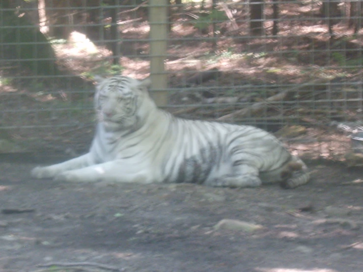 a white tiger laying down in the dirt in its enclosure