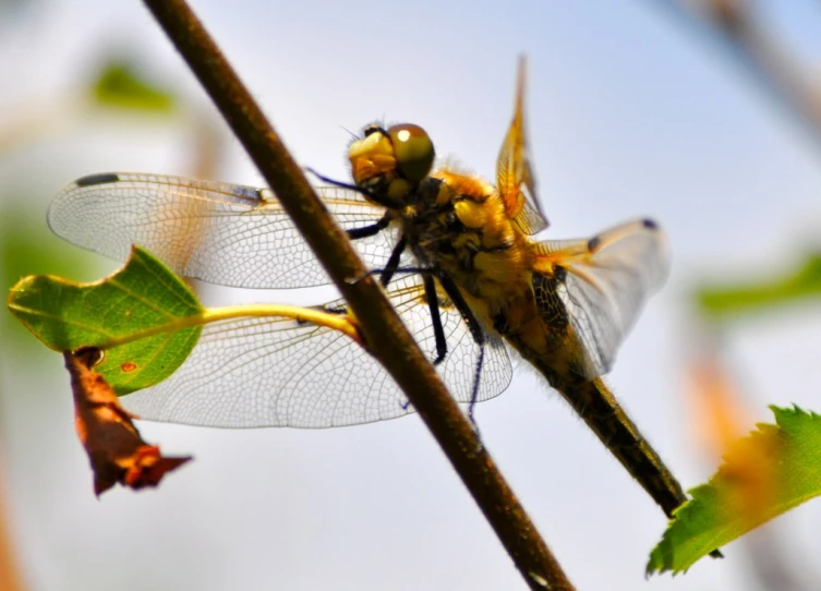 the dragonflys are resting on the budding of the plant