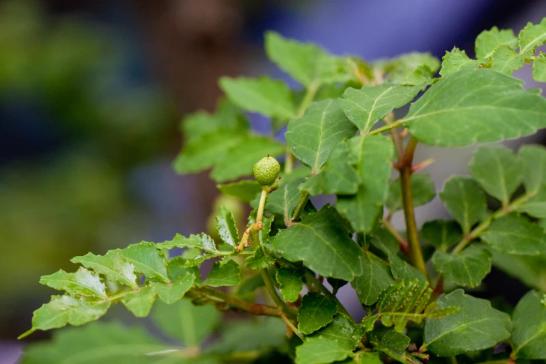 a green leafy tree nch with some tiny buds on it