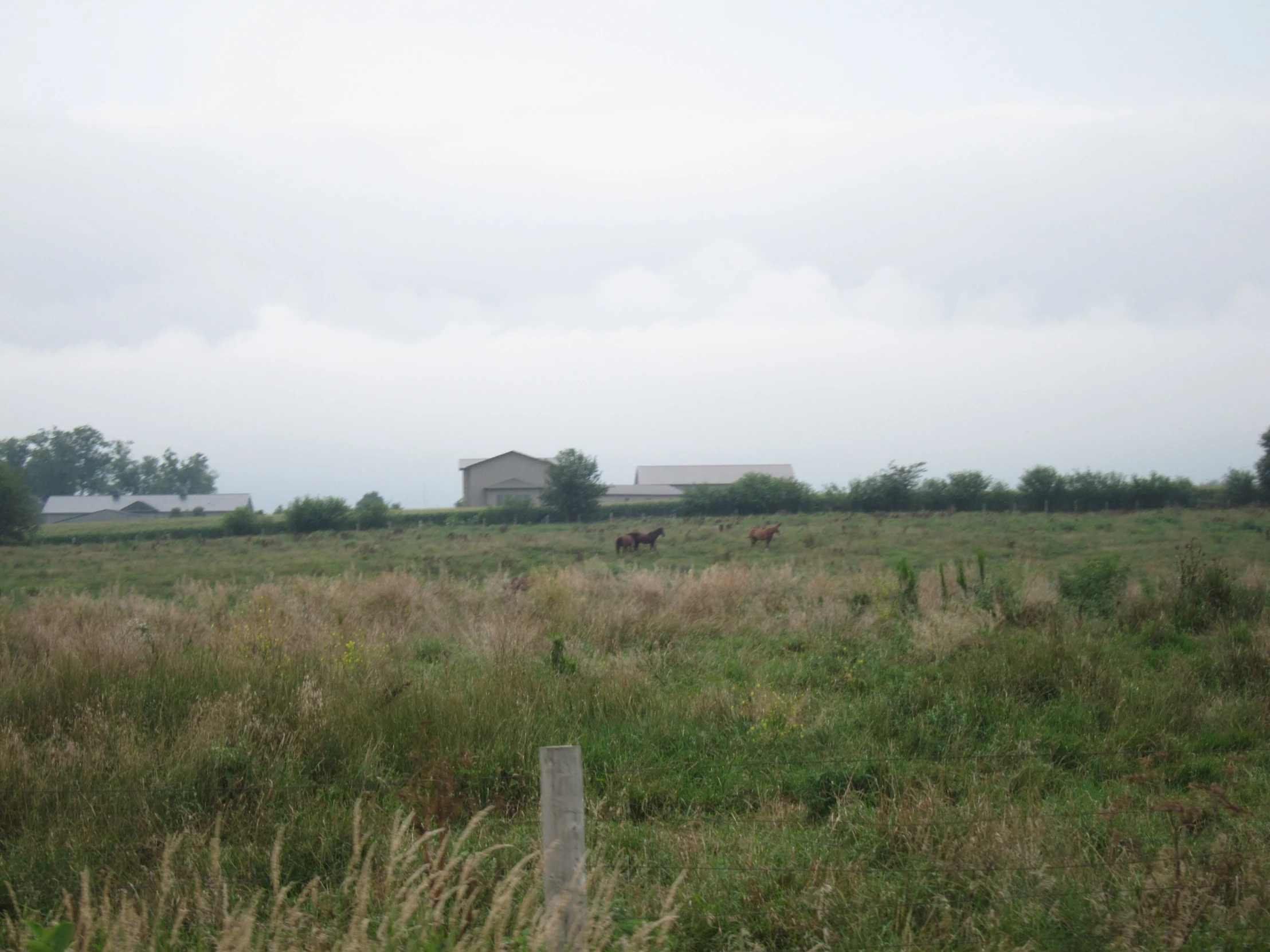 two horses in a field with two buildings in the background