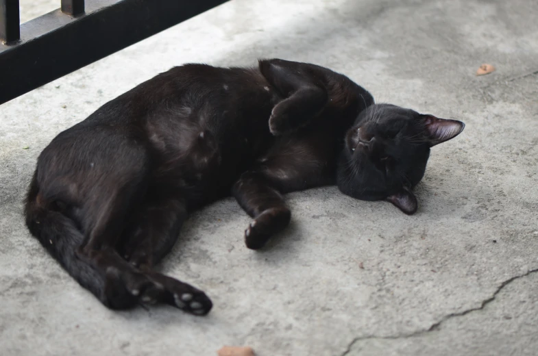 a black cat is curled up asleep on concrete