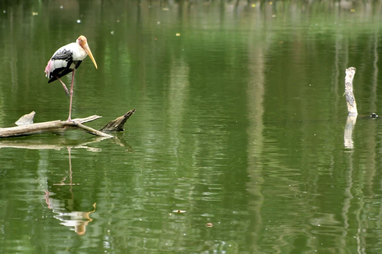 a crane is standing on top of some dead nches in a river