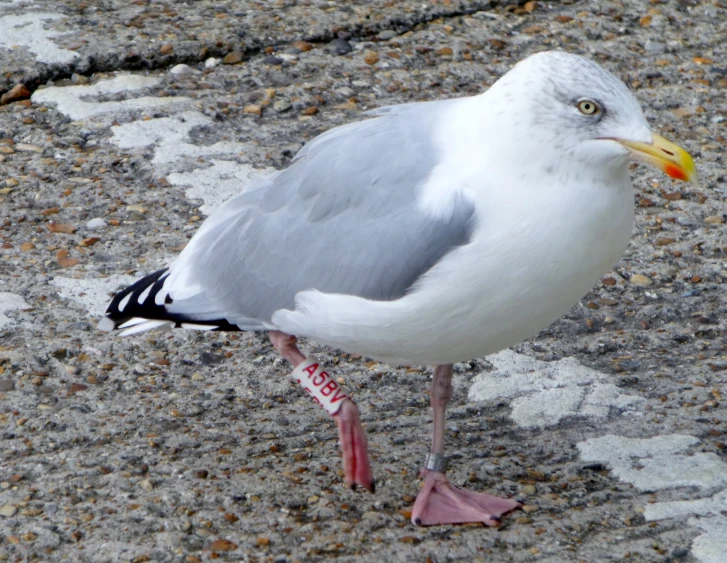 a bird with a long beak standing on a sidewalk