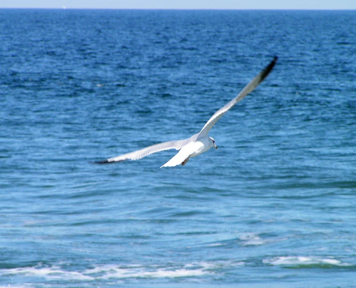 the seagull is flying near the ocean's shoreline