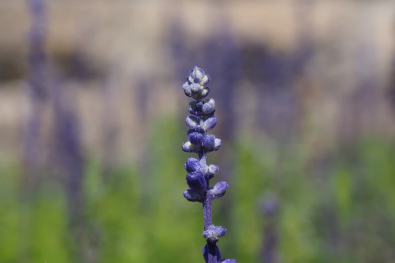 a single plant with small purple flowers in the foreground