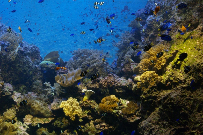 a small flock of fish that are swimming over water