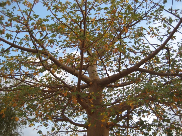 a tree that has some yellow leaves in it