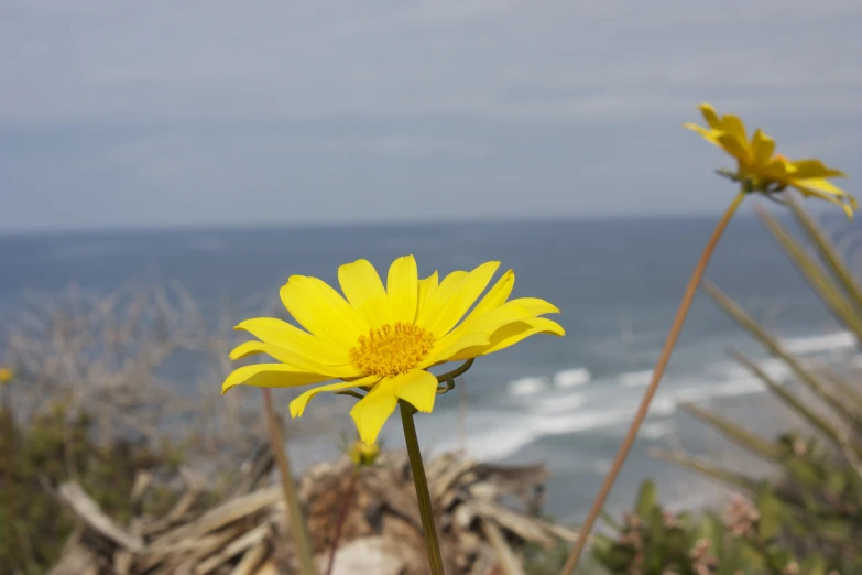 the sun is shining in the middle of the wild flower