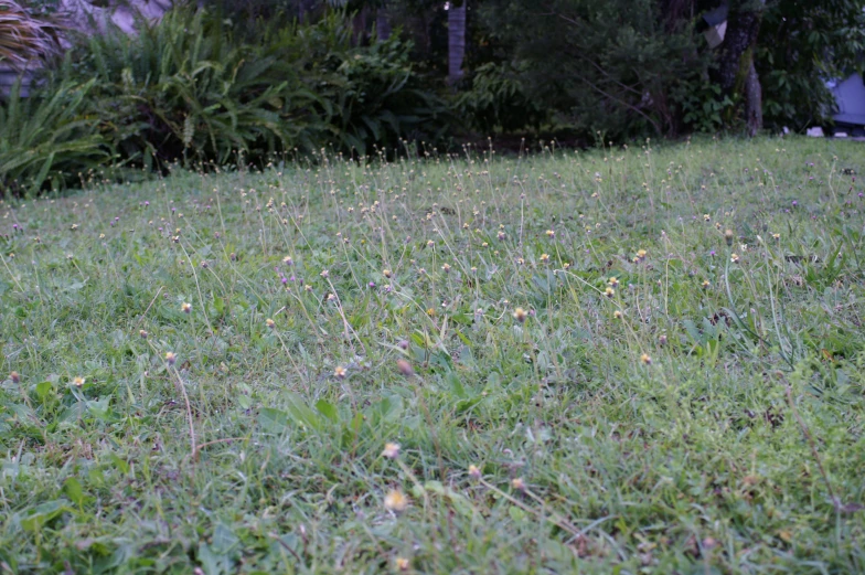 green grass with little flowers is seen in the foreground