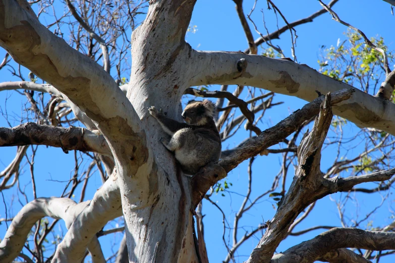 a koala cuddled up in a tree