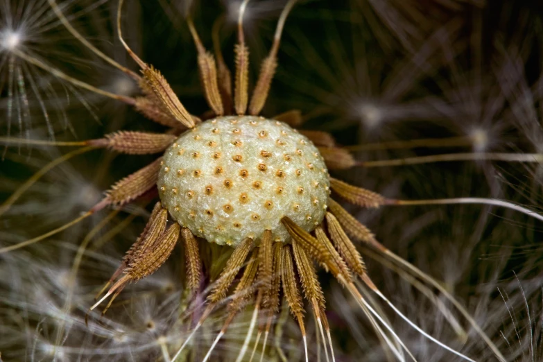 close up image of a white fluffy flower