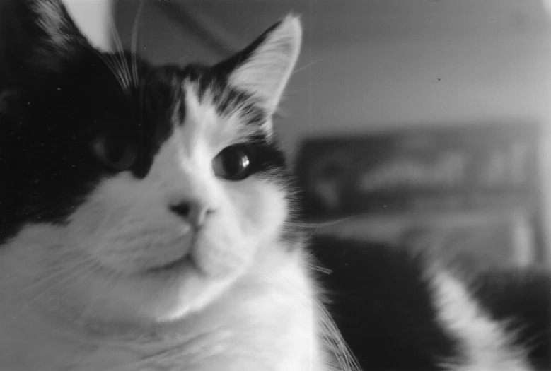 a cat looks at the camera while lying on the floor