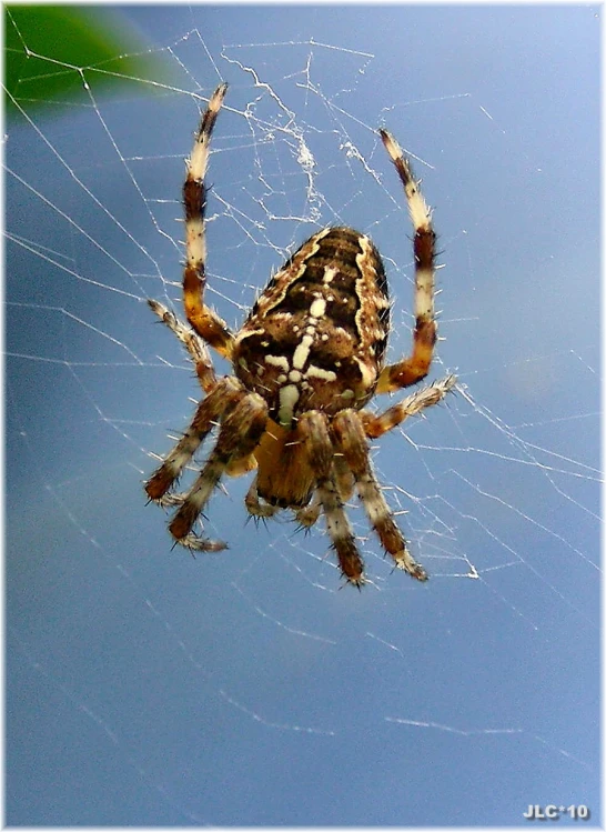 a large spider is perched on the outside of its web