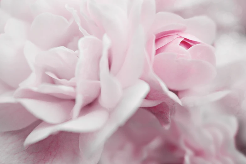 a pink flower is blooming and a blurred background