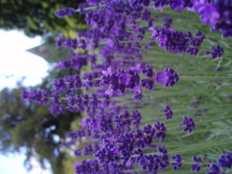 a field full of purple lavender flowers