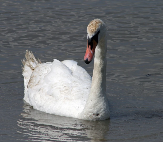 a swan floats through the water in the daytime