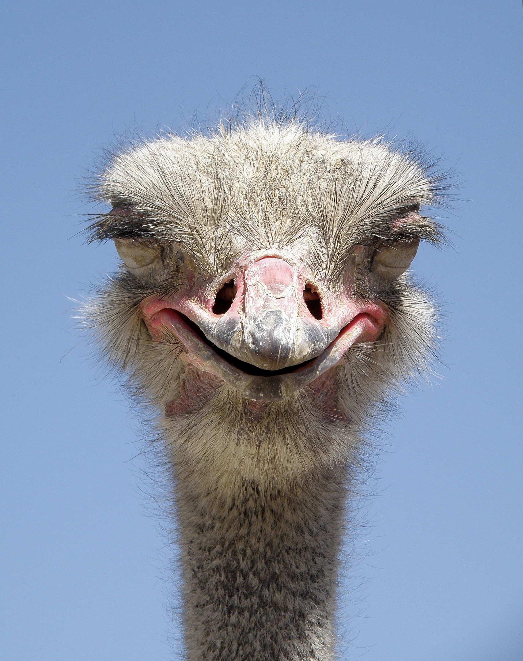 an emu has its beak wide open as it stands in front of a blue sky