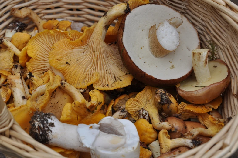 a basket full of wild mushrooms for sale