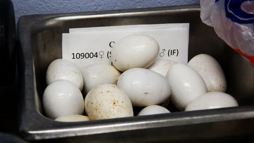 some white eggs in a silver metal container