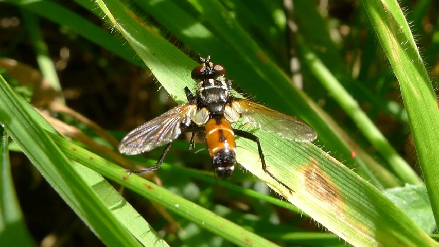 a couple of bugs that are in the grass