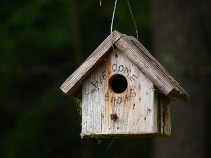 a birdhouse hanging off a tree with the word wild world written on it