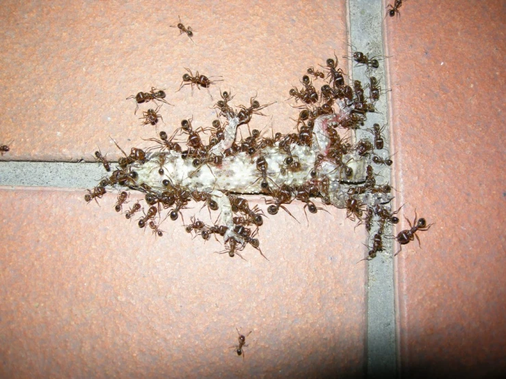 a group of large ants walking through a house