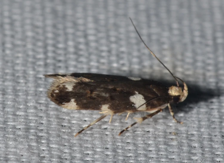 a black and white moth on a gray fabric