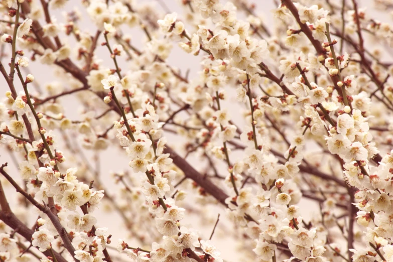 a flowering tree nch with white flowers against a gray sky