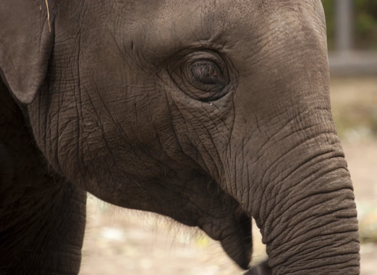 an image of the nose of an elephant