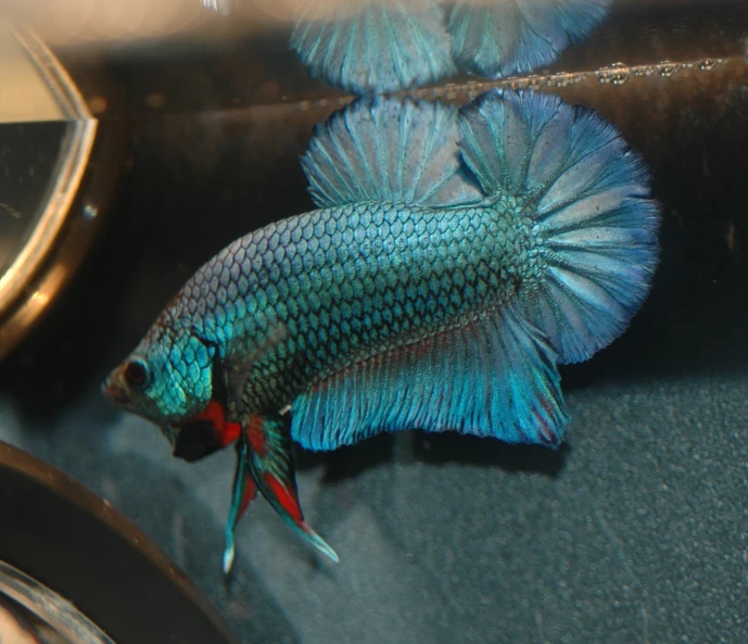 blue fish and red fish next to each other in a bowl