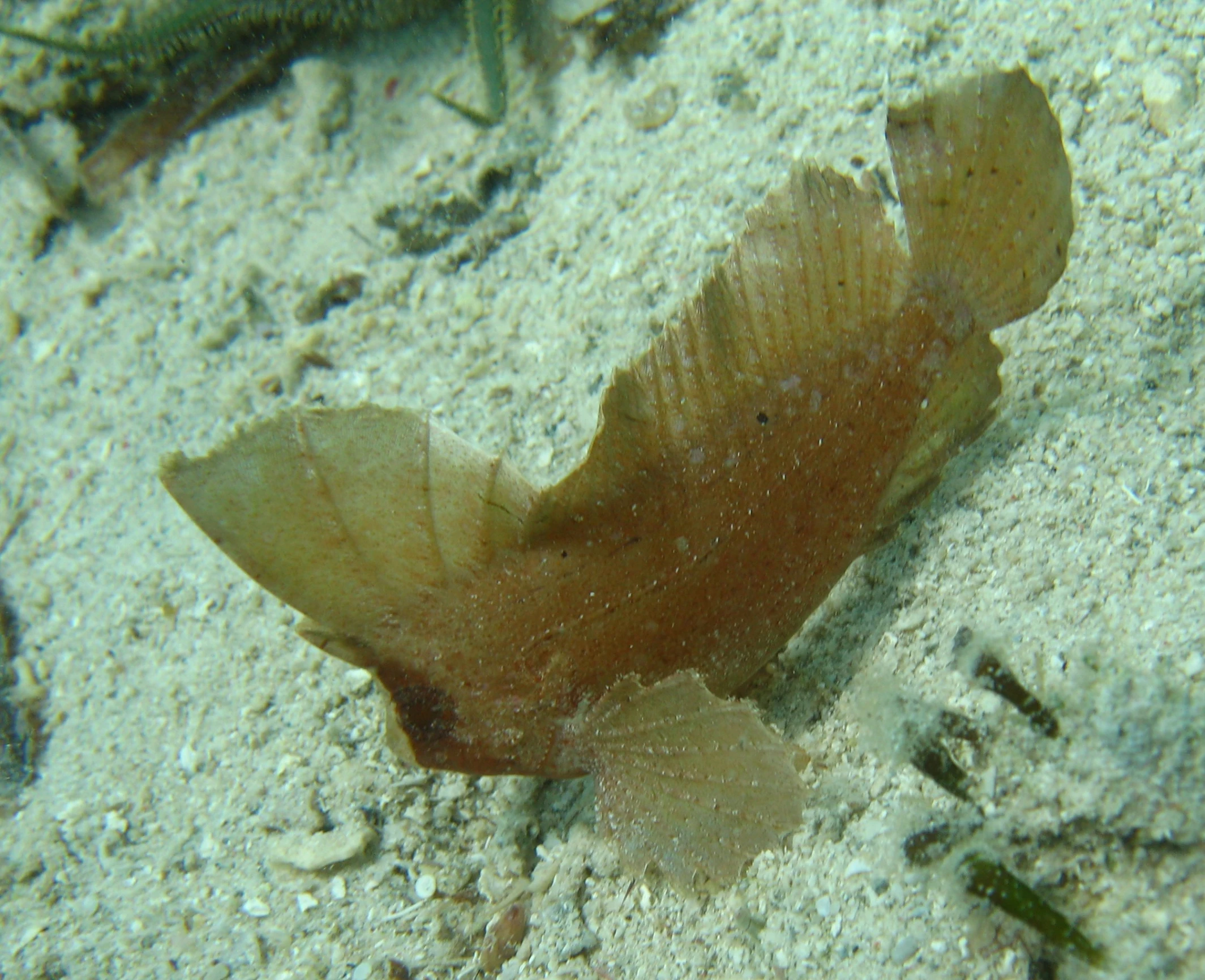 an underwater po shows the back end of a sea plant