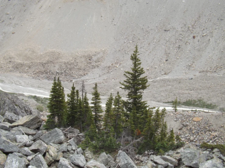 trees in a rocky area with a road running between them