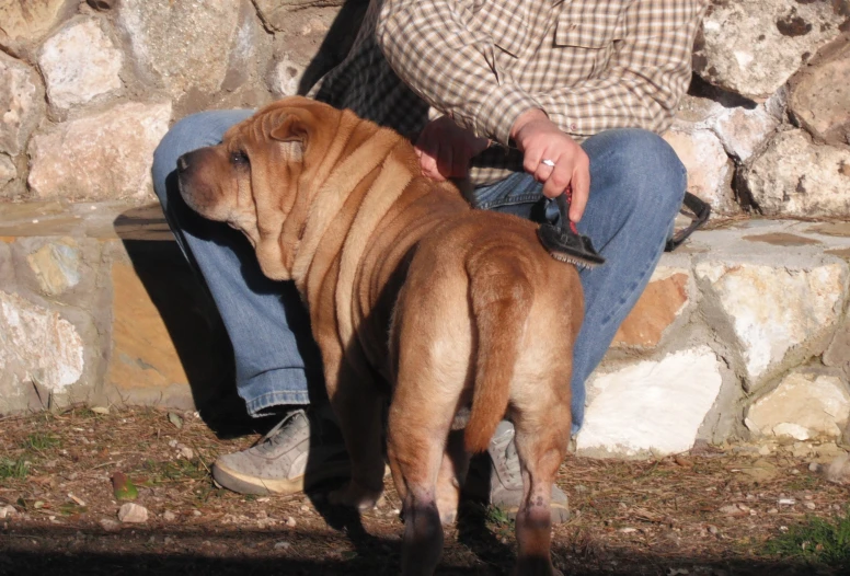 the man is sitting down with his large dog