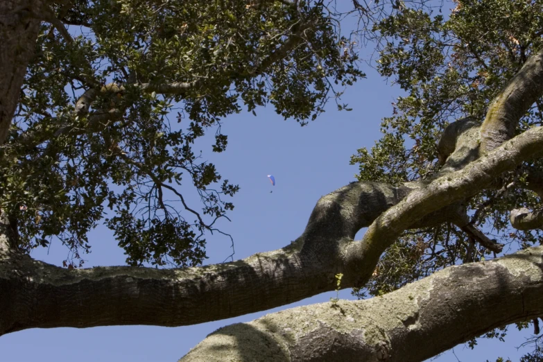 the sky is clear and blue with kites on them