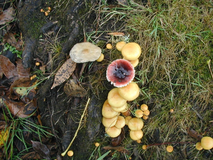 a mushroom in the grass surrounded by mushrooms