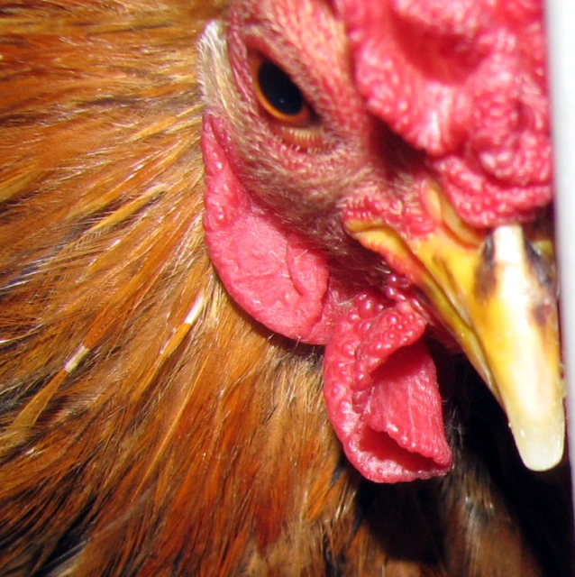 a close up of the top half of a chicken's head