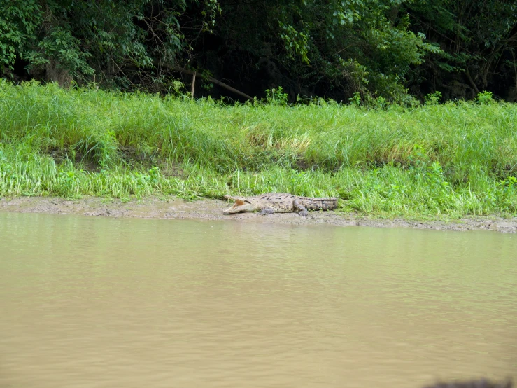 a large alligator resting in the water next to some grass