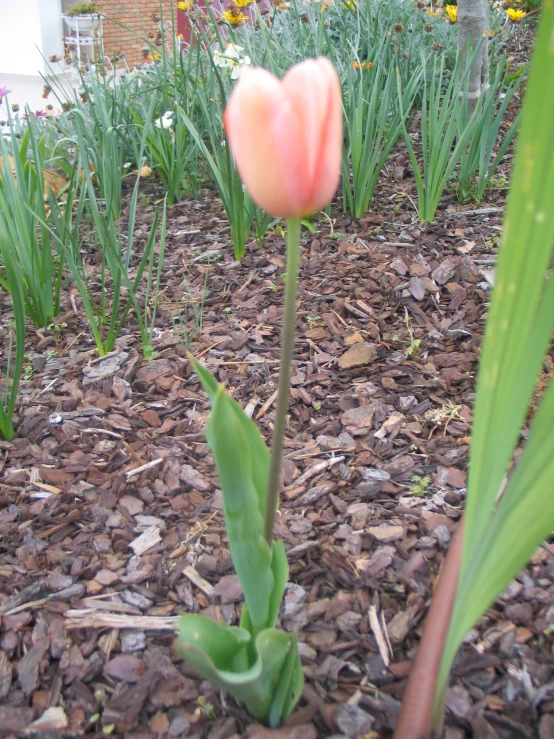 a single flower blooming in the middle of the ground