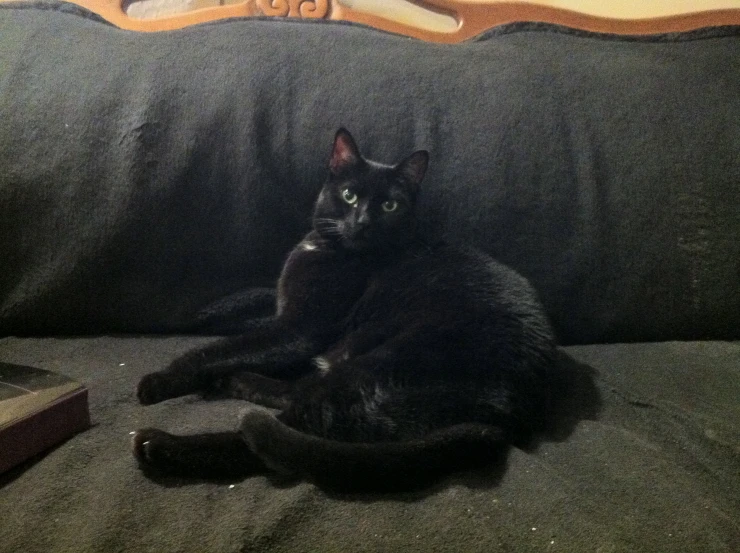 a cat is sitting on the back of a couch