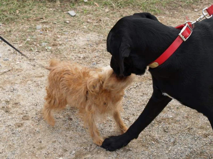 there is a small black dog being playful with another small brown dog