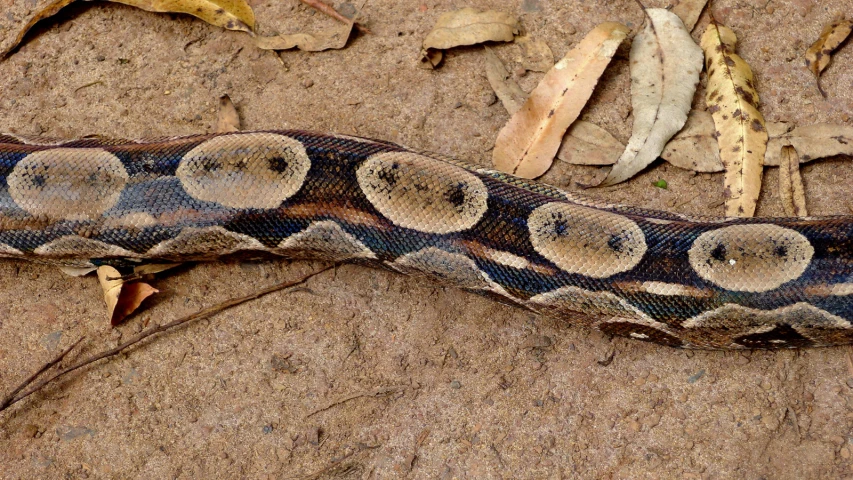 a colorful snake on the ground with brown leaves in it