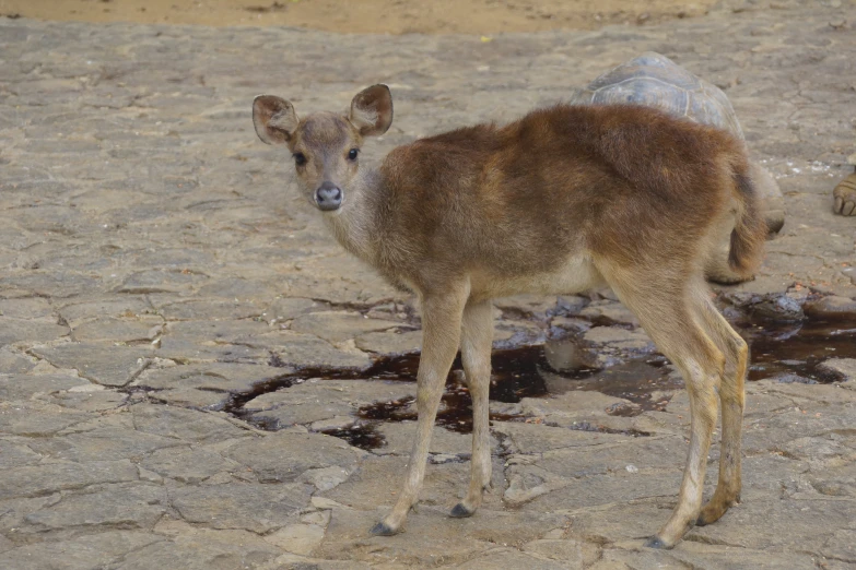 a deer standing on top of a barren desert floor