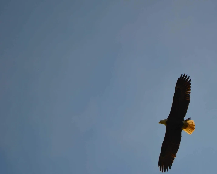 an eagle flying through a clear blue sky