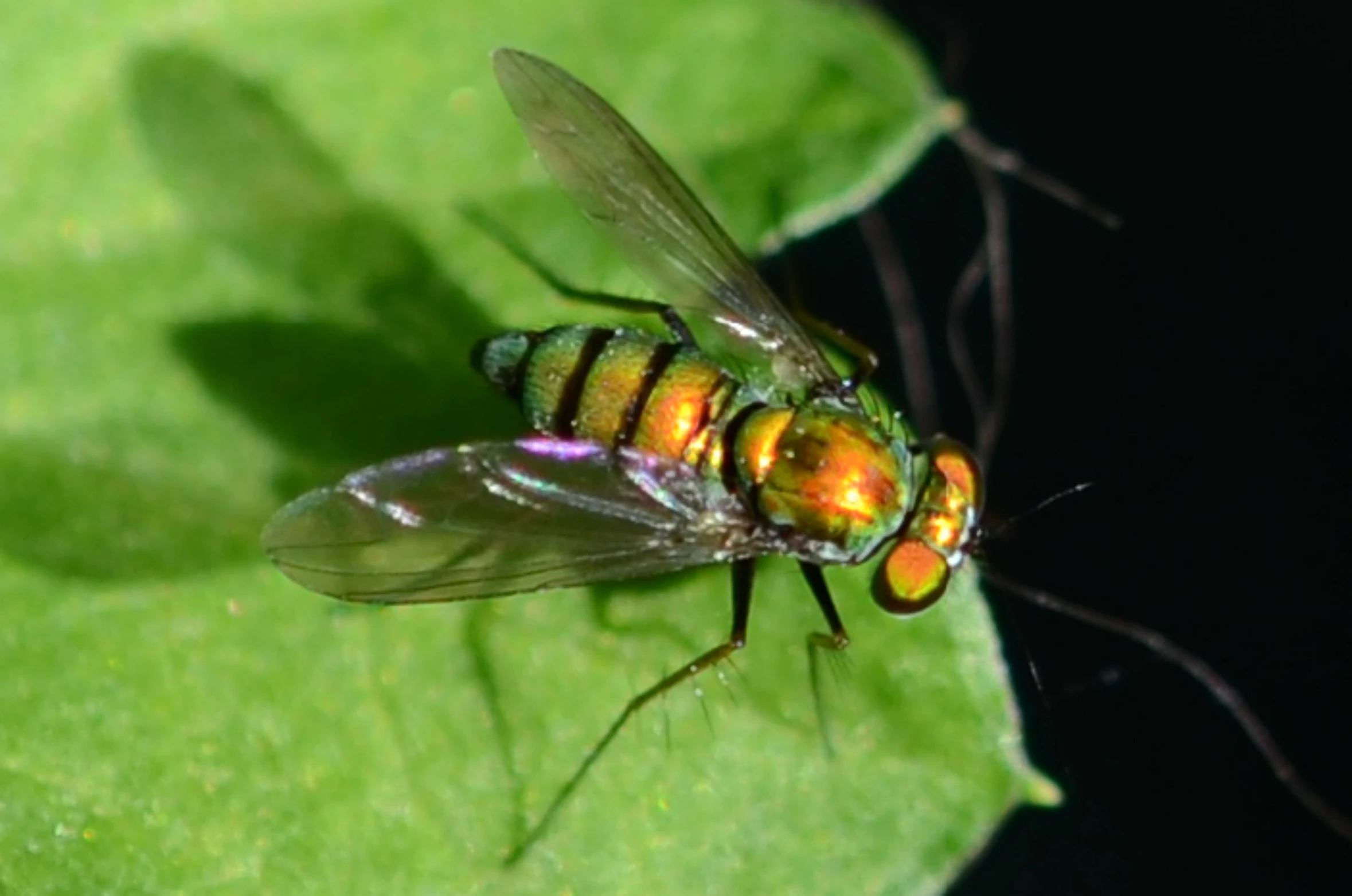 a fly sitting on a leaf, looking up