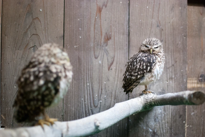 a small owl on the nch of a tree