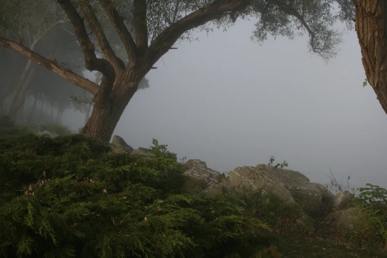 a misty forest with a single horse resting in the foreground