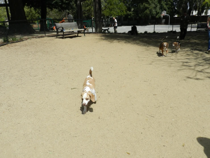 three small dogs in a large sandy dog park