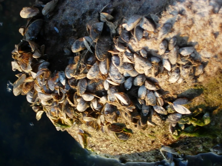 an aerial view of some seashells on a rock