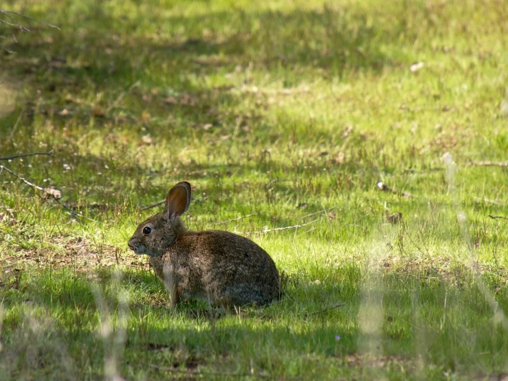 a rabbit is sitting in the grass under trees